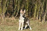 CHIEN-LOUP TCHEQUE 182